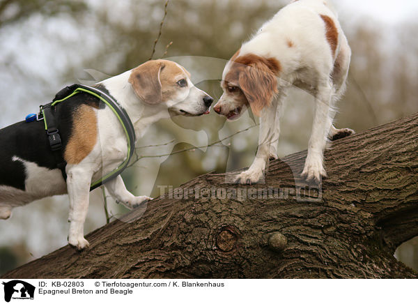 Epagneul Breton and Beagle / KB-02803