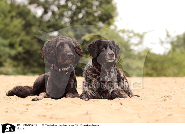 dogs / KB-05769