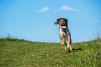 running Brittany Spaniel