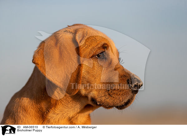 Broholmer Puppy / AM-06510