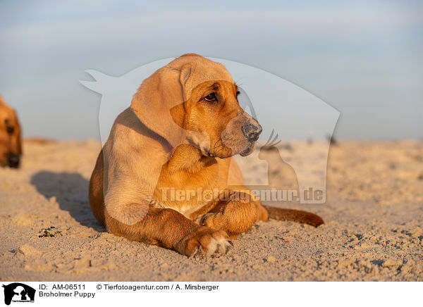Broholmer Puppy / AM-06511