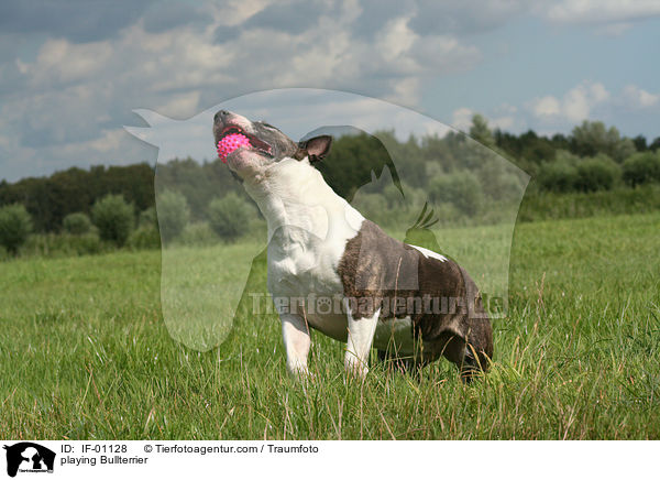 playing Bullterrier / IF-01128