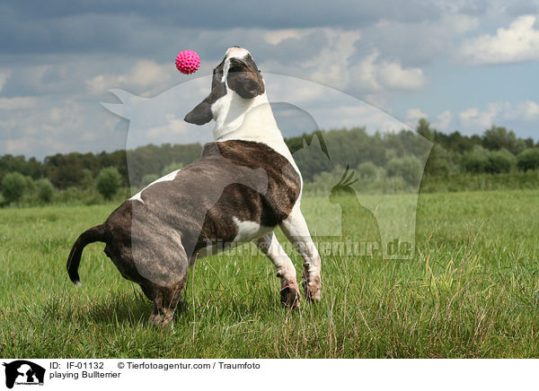 playing Bullterrier / IF-01132