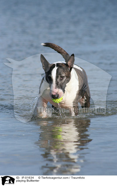 playing Bullterrier / IF-01634