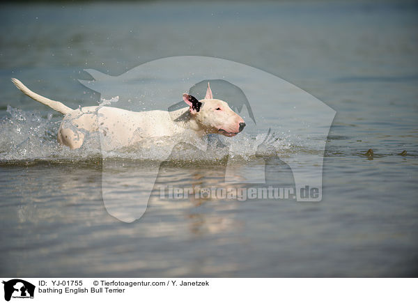 bathing English Bull Terrier / YJ-01755