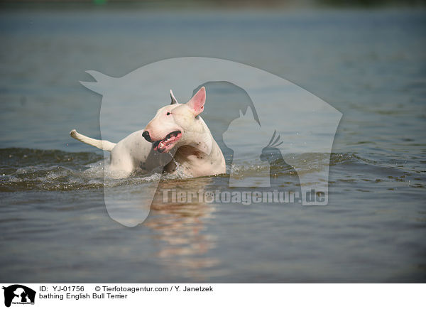 bathing English Bull Terrier / YJ-01756