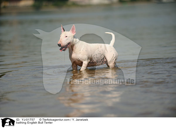 bathing English Bull Terrier / YJ-01757
