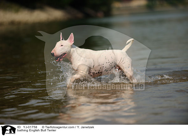 bathing English Bull Terrier / YJ-01758