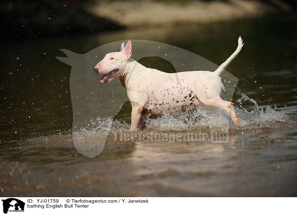 bathing English Bull Terrier / YJ-01759
