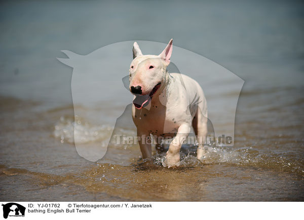 bathing English Bull Terrier / YJ-01762