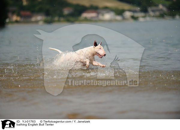 bathing English Bull Terrier / YJ-01763
