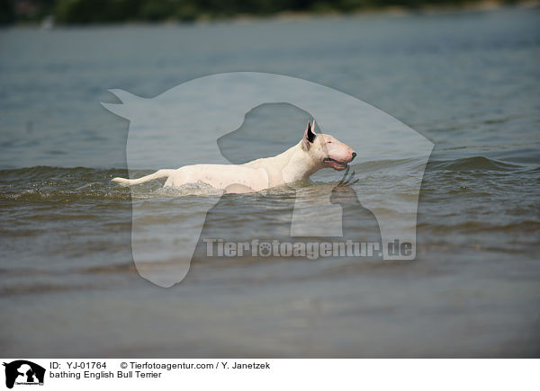 bathing English Bull Terrier / YJ-01764