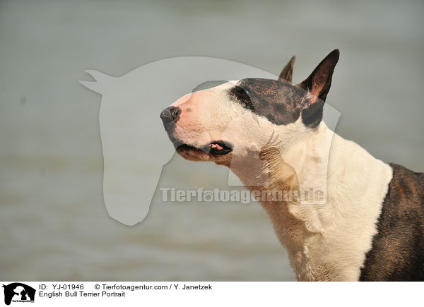 English Bull Terrier Portrait / YJ-01946
