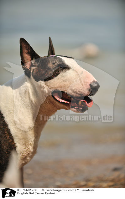 English Bull Terrier Portrait / YJ-01950