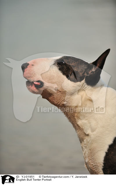 English Bull Terrier Portrait / YJ-01951