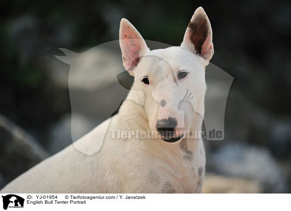English Bull Terrier Portrait / YJ-01954