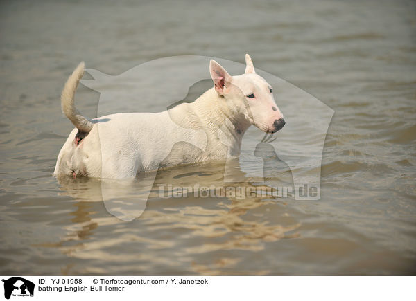 bathing English Bull Terrier / YJ-01958