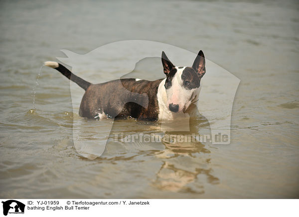 bathing English Bull Terrier / YJ-01959