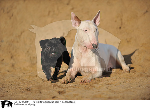 Bullterrier and pug / YJ-02841