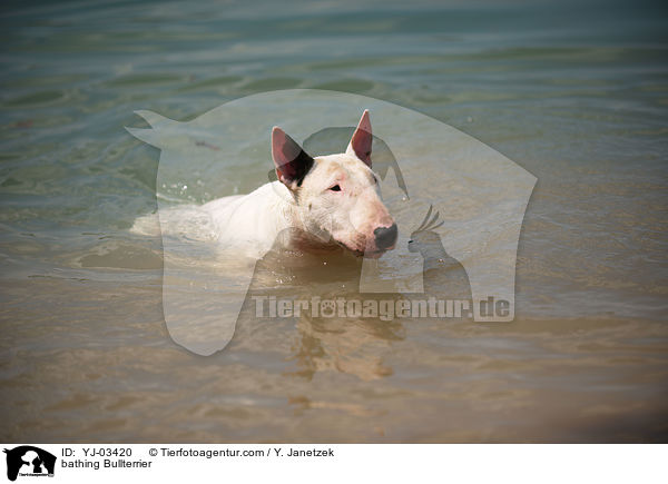 bathing Bullterrier / YJ-03420