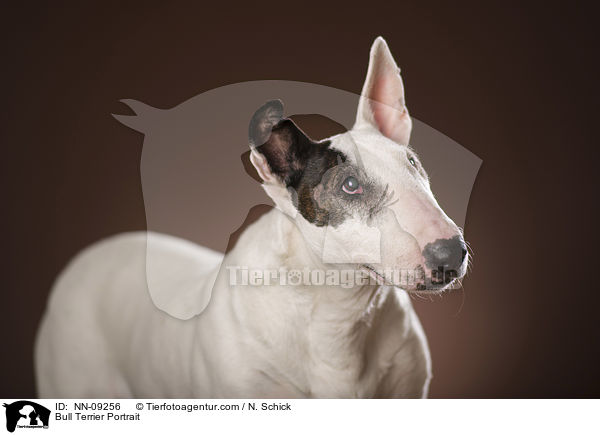 Bull Terrier Portrait / NN-09256