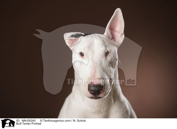 Bull Terrier Portrait / NN-09260