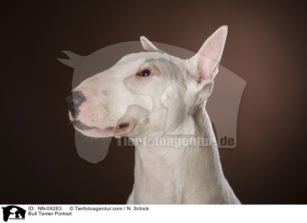 Bull Terrier Portrait / NN-09263