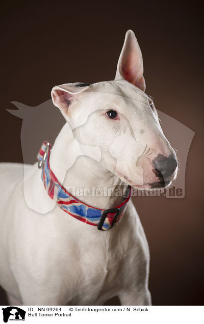 Bull Terrier Portrait / NN-09264