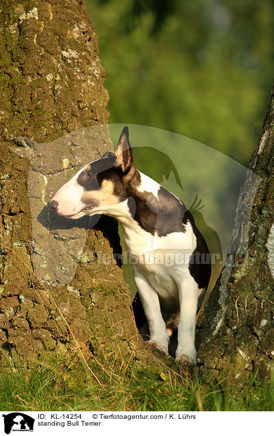standing Bull Terrier / KL-14254