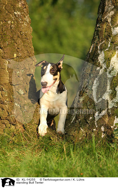 standing Bull Terrier / KL-14255