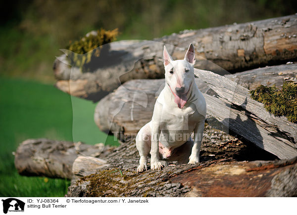 sitting Bull Terrier / YJ-08364
