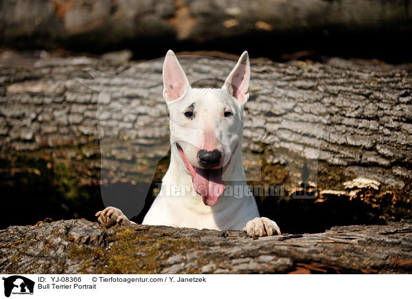 Bull Terrier Portrait / YJ-08366