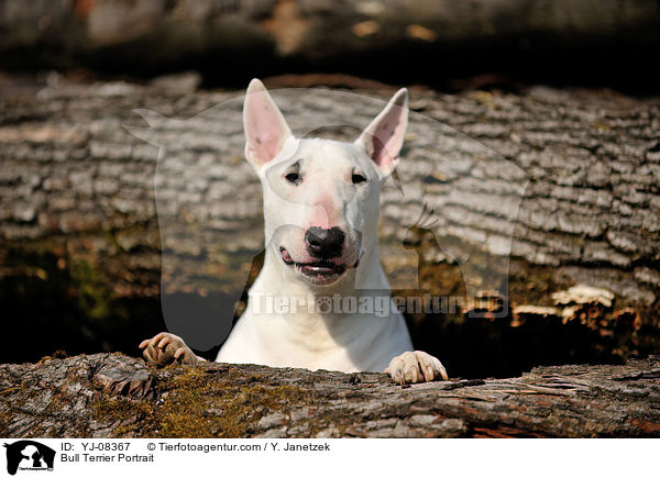 Bull Terrier Portrait / YJ-08367