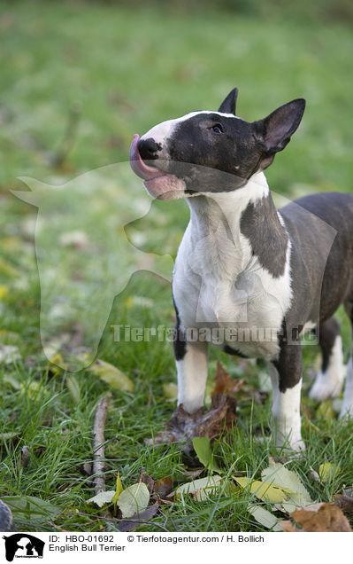 English Bull Terrier / HBO-01692