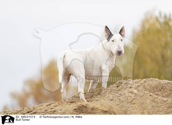 Bull Terrier / NW-01014
