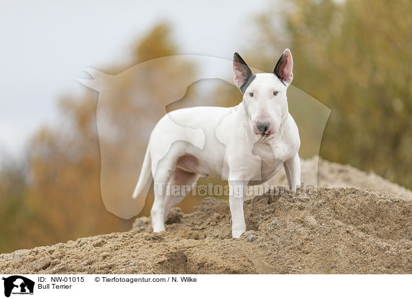 Bull Terrier / NW-01015