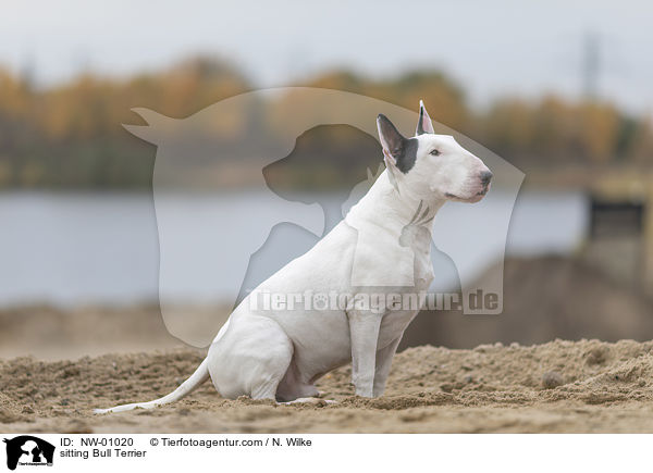 sitting Bull Terrier / NW-01020