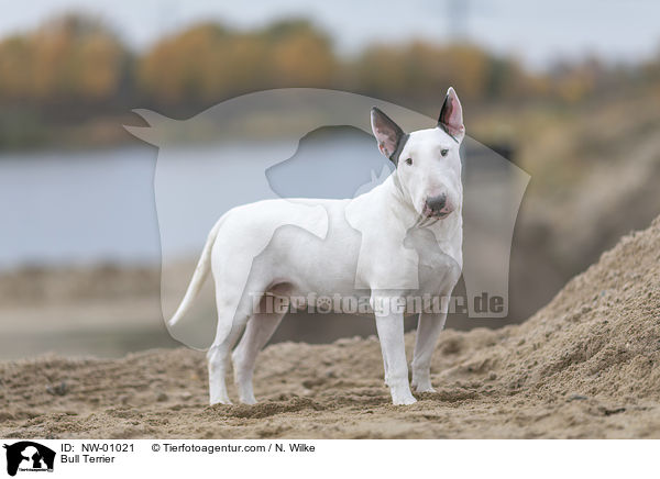 Bull Terrier / NW-01021