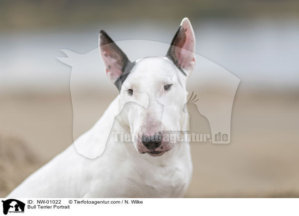 Bull Terrier Portrait / NW-01022