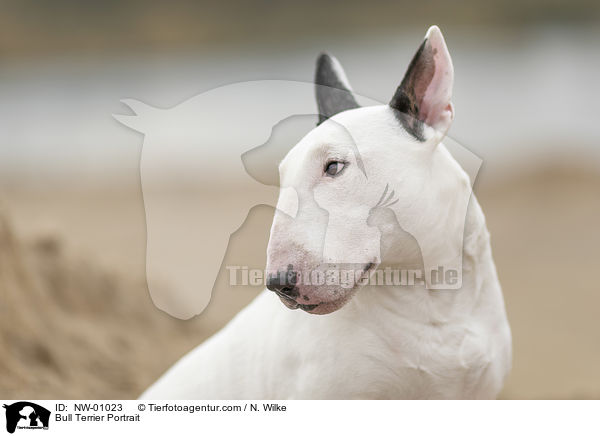 Bull Terrier Portrait / NW-01023