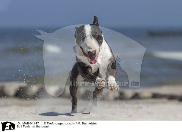 Bull Terrier at the beach / MAB-01447