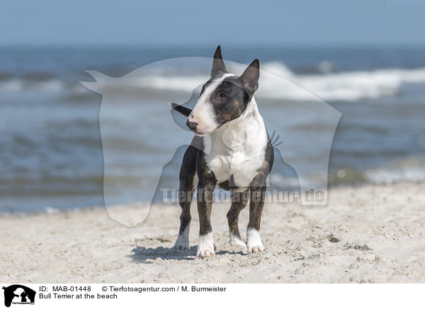 Bull Terrier at the beach / MAB-01448