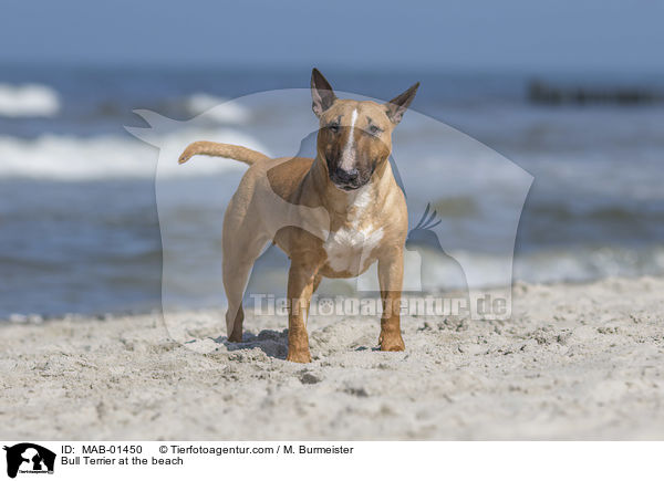 Bull Terrier at the beach / MAB-01450