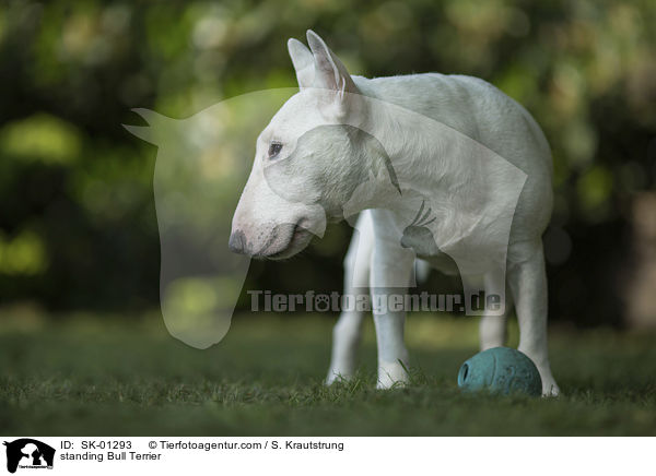 standing Bull Terrier / SK-01293
