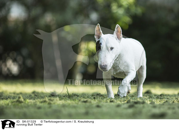 running Bull Terrier / SK-01329