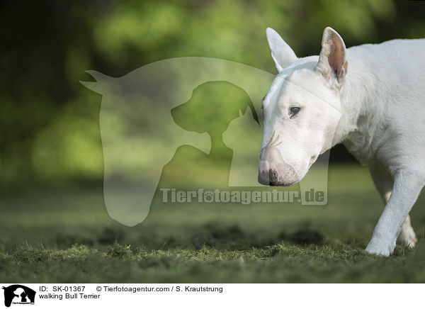 walking Bull Terrier / SK-01367