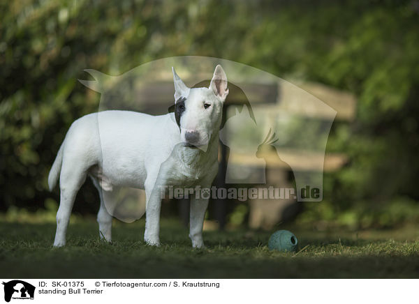 standing Bull Terrier / SK-01375