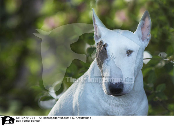 Bull Terrier portrait / SK-01384