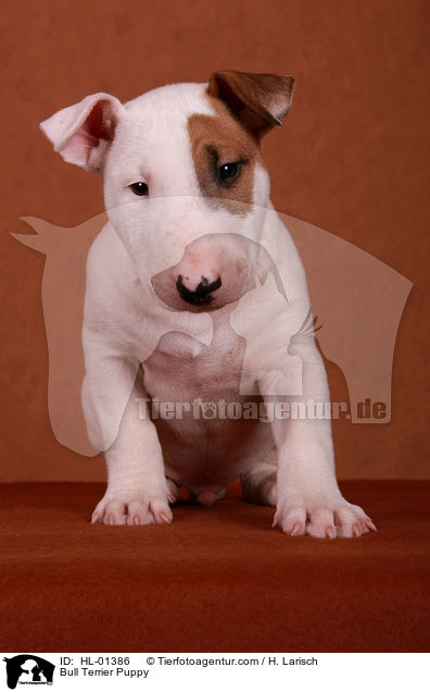 Bull Terrier Puppy / HL-01386