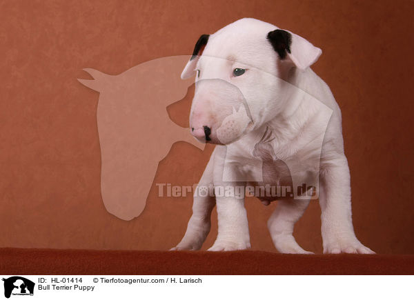 Bull Terrier Puppy / HL-01414